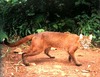 Asian Golden Cat (Felis temminckii)