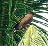 Crested serpent eagle (Spilornis cheela)