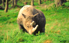 Sumatran rhinoceros (Dicerorhinus sumatrensis)