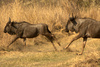 Running Wildebeest