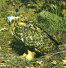 Eurasian eagle owl (Bubo bubo)
