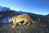 Snow Leopard (Panthera uncia)