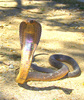 Snouted Cobra (Naja annulifera)