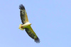White-bellied Sea Eagle (Haliaeetus leucogaster)