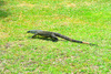 Lace monitor (Varanus varius)