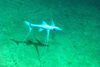Tripod Fish (Bathypterois grallator)