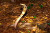 Indian cobra (Naja naja)