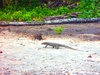 Mangrove Monitor (Varanus indicus)