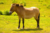 Przewalski's horse (Equus przewalskii)
