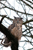 Eurasian eagle owl (Bubo bubo)