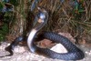 Indian cobra (Naja naja)