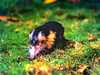 Cuban Solenodon (Solenodon cubanus)