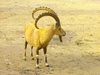 Nubian Ibex (Capra nubiana)