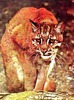 Asian Golden Cat (Felis temminckii)