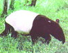 Malayan tapir