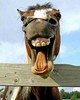 Funny Donkey!!!