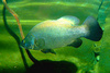Nile perch (Lates niloticus)