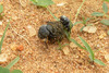 dung Beetle