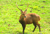 Calamian deer (Axis calamianensis)
