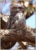 Mister Frogmouth
