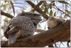 Missus frogmouth and junior