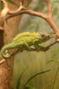 Jackson's chameleon (Chamaeleo jacksonii)