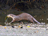 Smooth Otter (Lutra perspicillata)