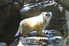 Pallas' cat