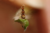 Aussie caterpillar