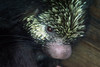 Mexican Hairy Dwarf Porcupine (Sphiggurus mexicanus) - Wiki