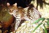 Ocelot