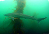 Tope (Galeorhinus galeus)