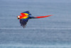 Scarlet Macaw (Ara macao)