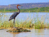 Goliath heron (Ardea goliath)