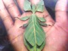 leaflike insect