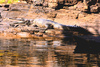 Australian freshwater crocodile (Crocodylus johnstoni)