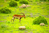 Walia ibex (Capra walie)