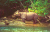 Javan rhinoceros (Rhinoceros sondaicus)