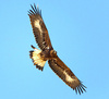 Golden eagle