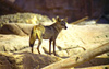 Grey wolf (Canis lupus)