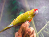 Red-fronted Macaw (Ara rubrogenys)