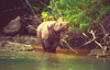 Javan Rhinoceros (Rhinoceros sondaicus)