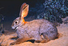 Riverine rabbit (Bunolagus monticularis)