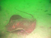 Brown stingray (Dasyatis lata)