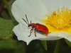 Chrysomelidae - Lilioceris merdigera
