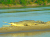 Gharial (Gavialis gangeticus)