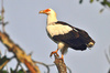 Palm-nut vulture (Gypohierax angolensis)