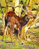 Philippine spotted deer (Cervus alfredi)