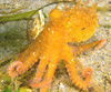 East Pacific red octopus (Octopus rubescens)