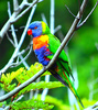 Rainbow Lorikeet (Trichoglossus haematodus)